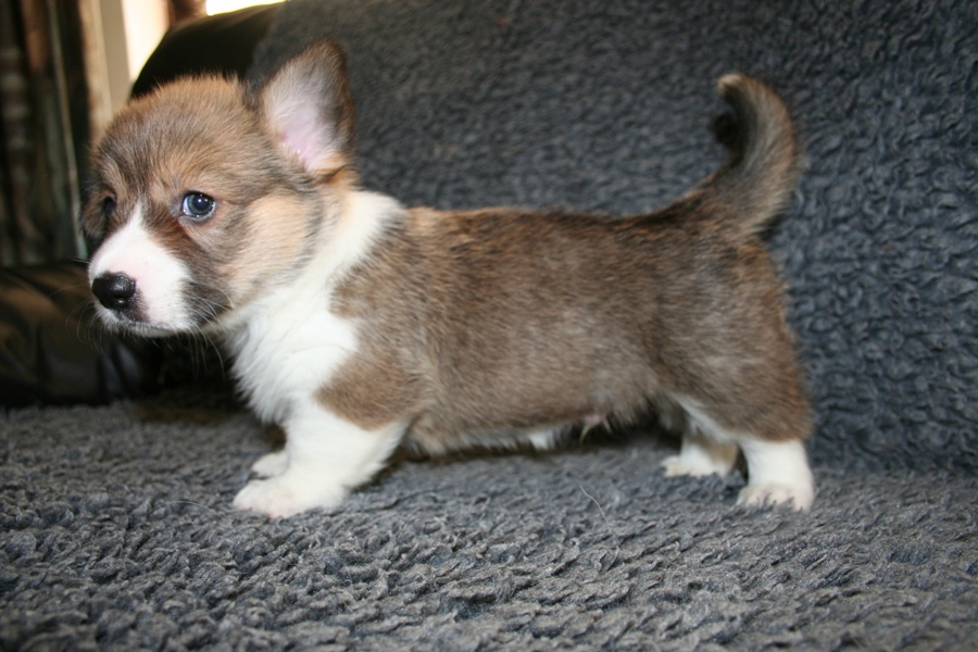 Puppies